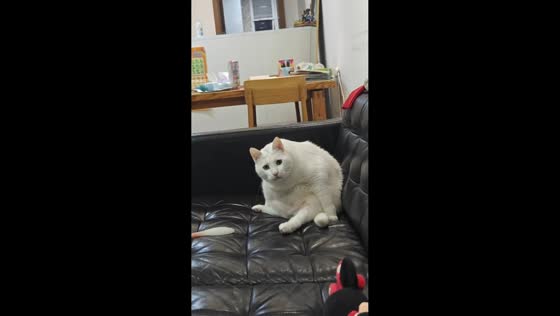 Cat stares intensely at owner in Hubei, China