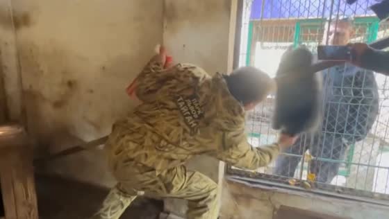 The owner of the Crimean zoo "Taigan" catches raccoons in the Kherson zoo