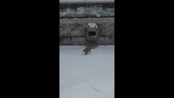 Cat follows footprints in snow in Beijing, China
