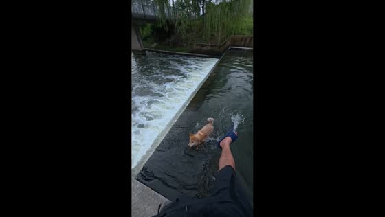 Dog swept away by river current before owner rescues it in Anhui, China