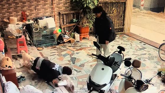 Person trips and falls as dog crosses their path in Guangdong, China