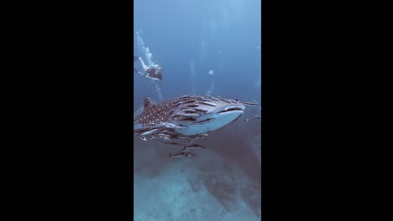 Harmonious dance: whale shark and remora fish in symbiotic symphony