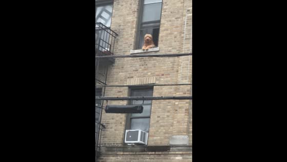 Dog spotted watching streets from window in Astoria, Queens, NY