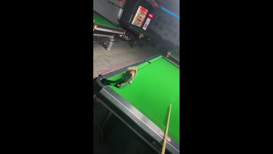 Kitten adorably assists with billiard shot in Shandong, China