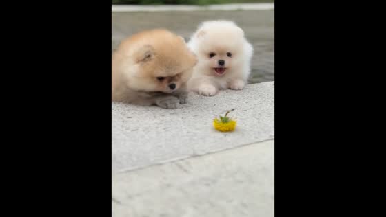 Pomeranian puppies try to reach a flower on a bench in Bocksdorf, Austria