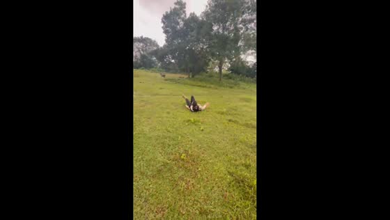Woman slips while chasing goat in Tangerang, Indonesia