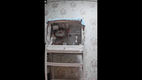 Playful parrot jingles its rattle toy inside cage in Liaoning, China