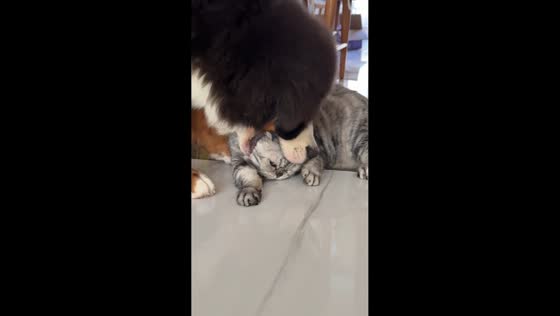Dog playfully holds cat in Liaoning, China