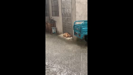 Dog shelters on raised step during street flooding in Jiangxi, China