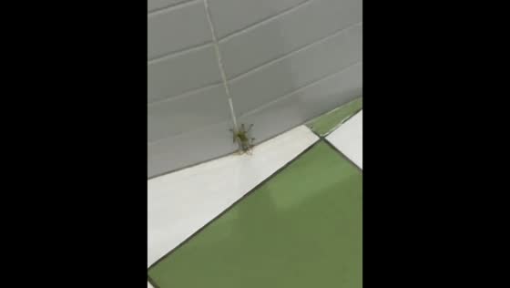 Creative insect catch using a wet napkin in Shymkent, Kazakhstan