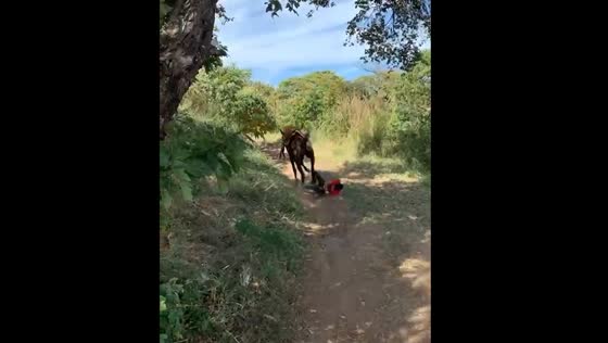 Person falls off horse and nearly gets kicked