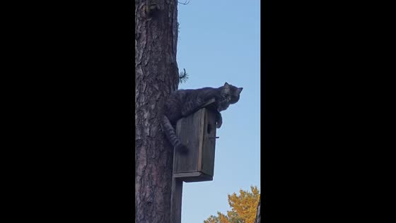 Cat waits atop birdhouse in playful ambush in Riga, Latvia