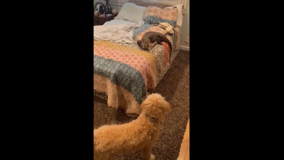 Dog curiously reacts to tegu in Saratoga, California
