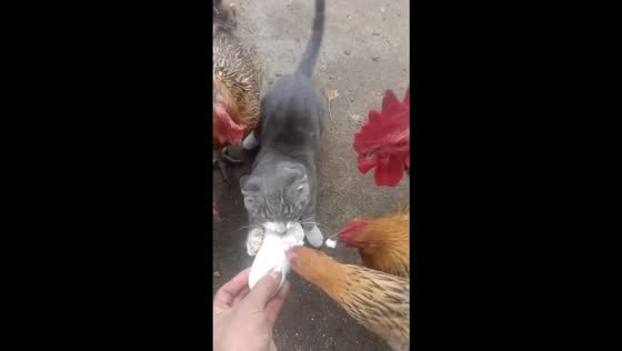 Cat shares a bun with hungry chickens in Shandong, China