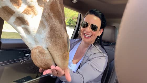 Giraffe feeding adventure at fossil Rim Wildlife Center's drive-thru zoo in Texas