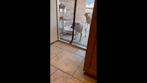 Polite Blue Heelers wait for signal before entering house in Leander, Texas, USA