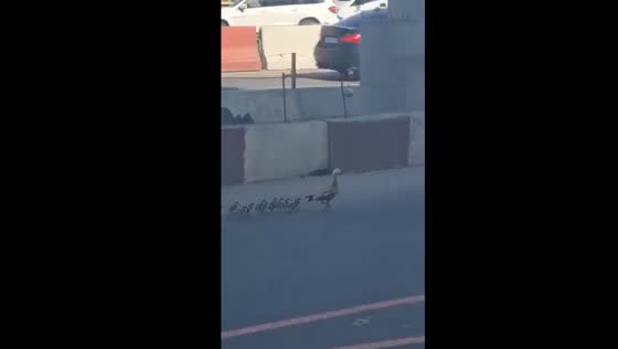 Passers-by assist duck family crossing Dmitrovskoye Highway in north Moscow