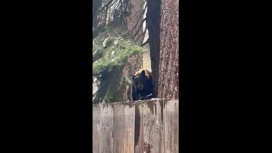 Bear spotted in North Lake Tahoe, USA
