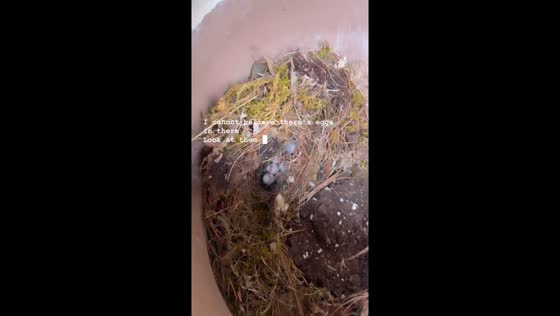 Surprise discovery: bird nest unearthed during porch cleanup in Ellijay, Georgia