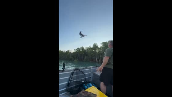 Eagle catches fish mid-air from fisherman in Darwin, Australia