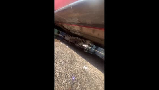 Group rescues trapped dog from beneath car in Newport, Wales, UK