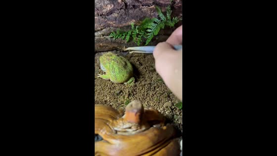 Pacman frog reacts amusingly when disturbed in soil in Guangdong, China