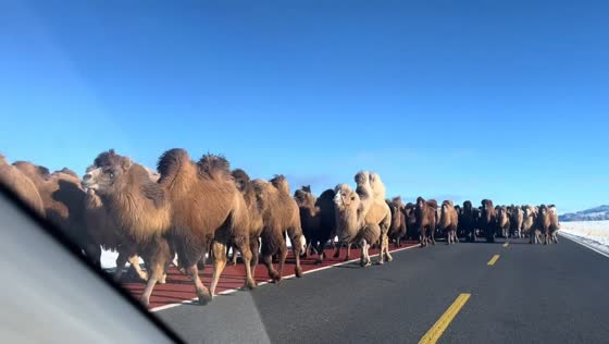 Large herd of camels blocks road in Xinjiang, China