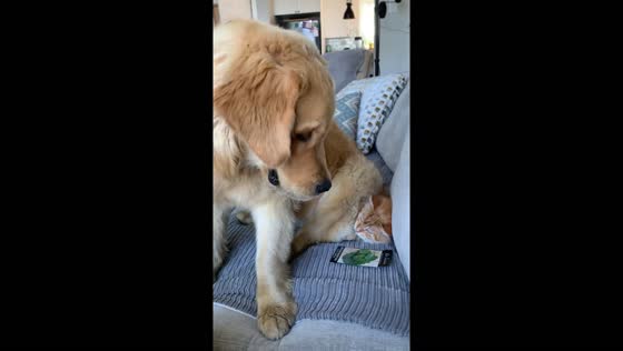 Chill companions: Beau the dog takes a catnap on Jack the cat in Rideau Lakes, Ontario