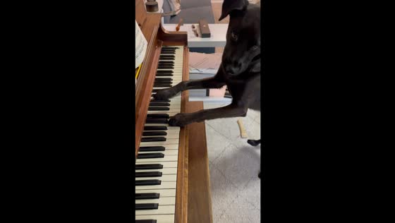 Piano-proficient pooch: dog finds and plays piano for treats