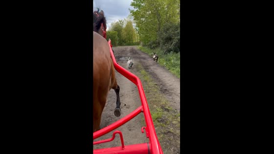 Unexpected encounter: goats and horse drawn cart in England