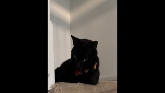 Cat suddenly bolts upstairs, startling owner in Palm Beach, USA
