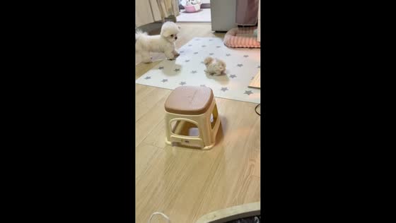 Playful dog chases puppy around a room in Jiangsu, China