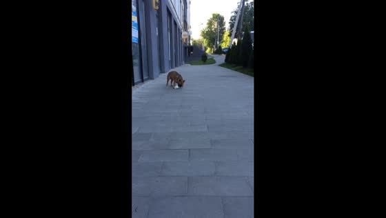 Fearless French Bulldog's hilarious coffee cup fail in Lviv