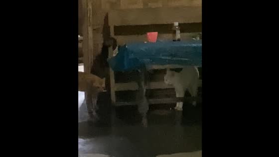 Tension between cats over mates in Purwosari, Padang Ratu