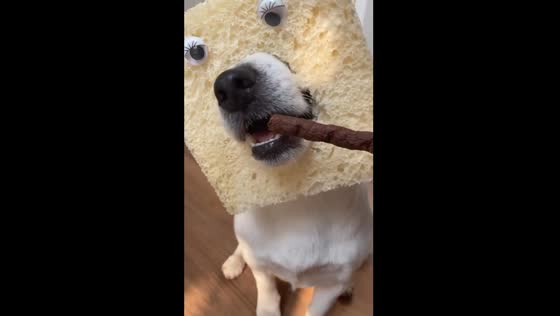 Owner plays with dog using foam and food in Ravenna