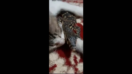 Unlikely nap buddies: cat snoozes peacefully as curious lizard keeps watch