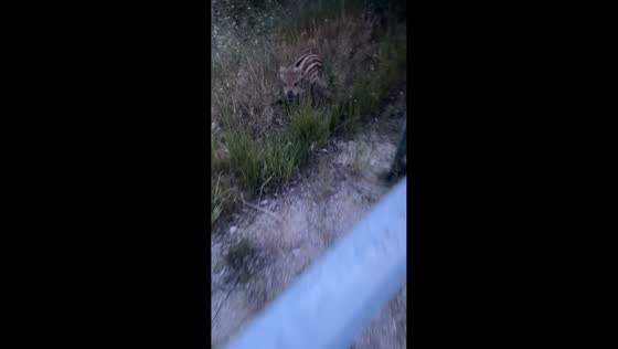 Wild boar piglet startles man during roadside encounter in Leova, Moldova