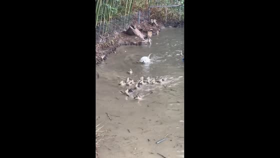 Bichon Frise plays with ducklings along muddy river in Sichuan, China
