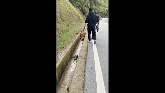Two men rescue a cow from a roadside ditch in Yunnan, China