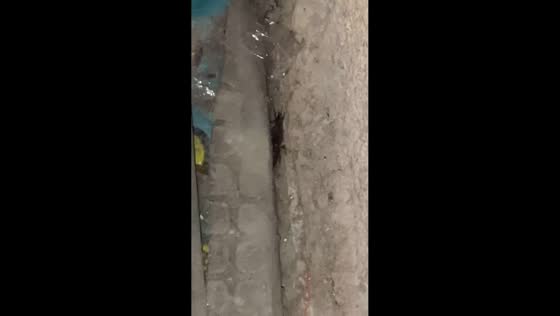 Cricket discovered behind room wallpaper in Manila, Philippines