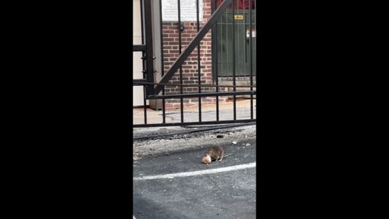 Rat carrying bread in Baltimore, Maryland, USA