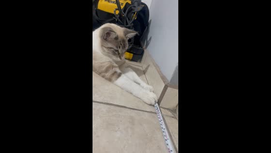 Window measurement assistant: cat lends a paw in Aguascalientes, Mexico