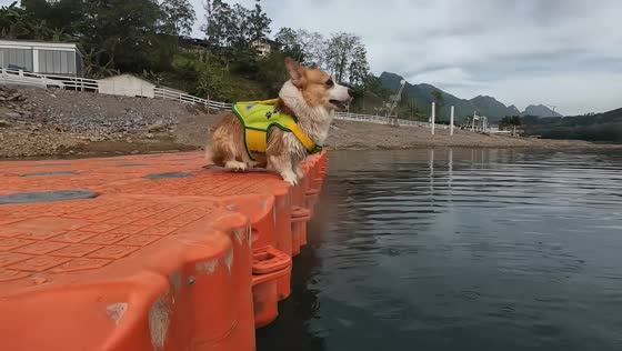 Playful corgi misjudges dock and splashes into the water in Guangxi, China