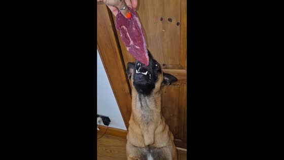 Belgian malinois eats large steak in seconds in Scotland, UK