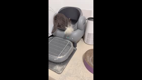 Cat energetically digs in litter box in Guangxi, China