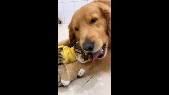 Cat rests on dog while being groomed in Guangdong, China