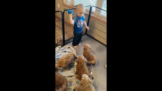 Puppies pay attention to toddler's commands