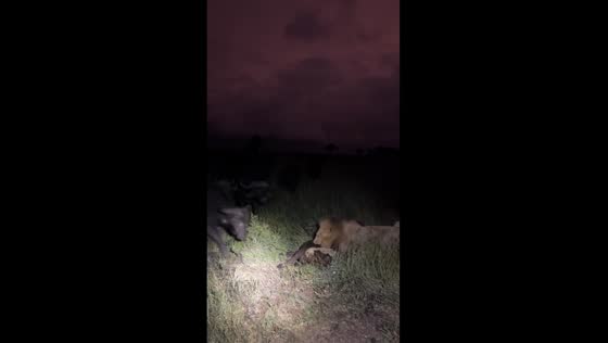 Buffalo herd rescues calf from lions in dramatic standoff