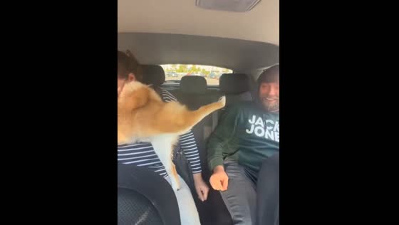 Meet Mikki: The Shiba Inu Dog with Hilarious Moves in Antalya, Turkey