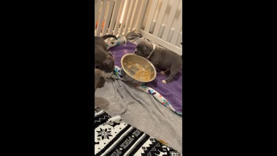Adorable bully puppy steals food bowl in Nova Scotia, Canada